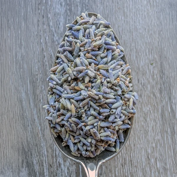 LAVENDER flor inteira